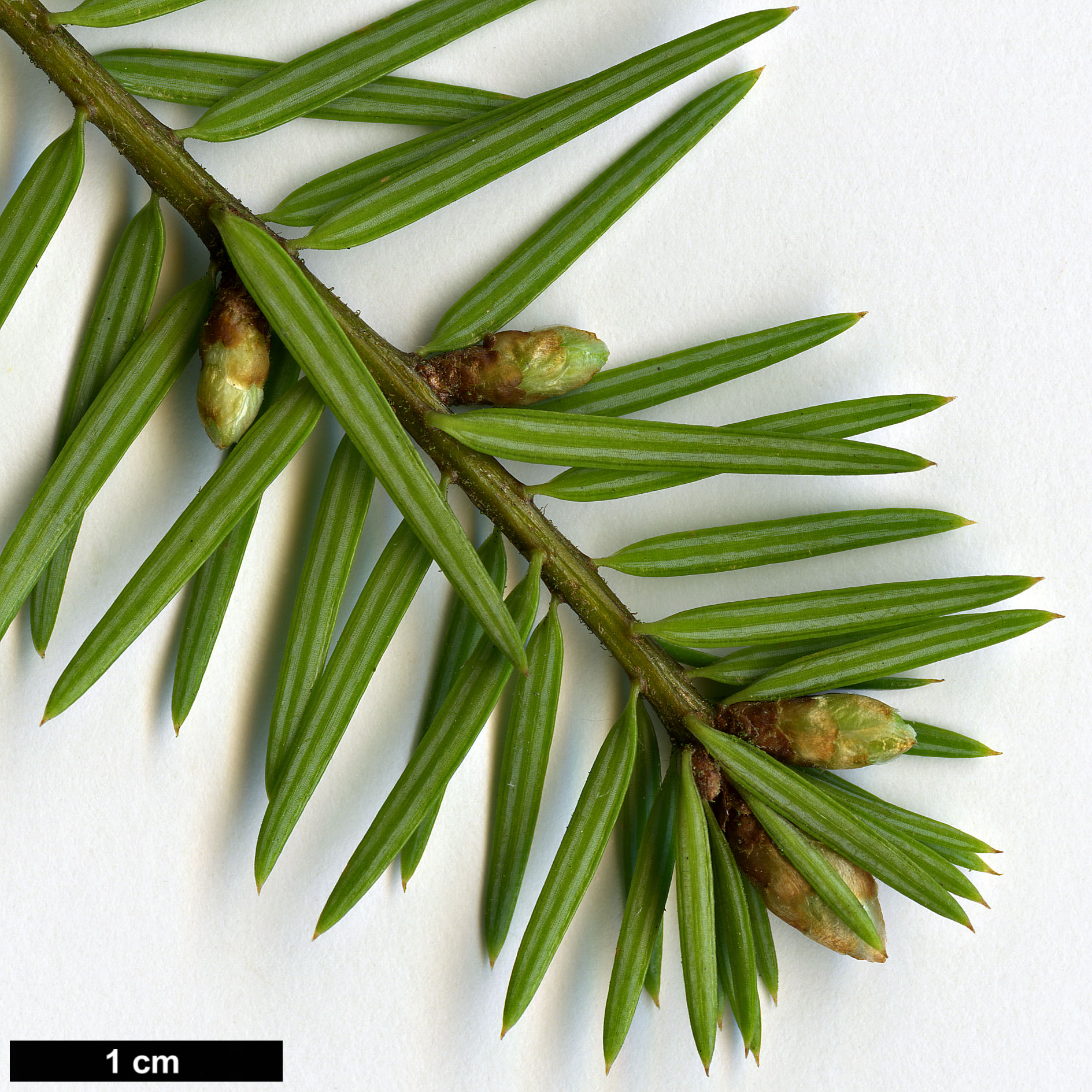 High resolution image: Family: Pinaceae - Genus: Pseudotsuga - Taxon: sinensis - SpeciesSub: var. wilsoniana